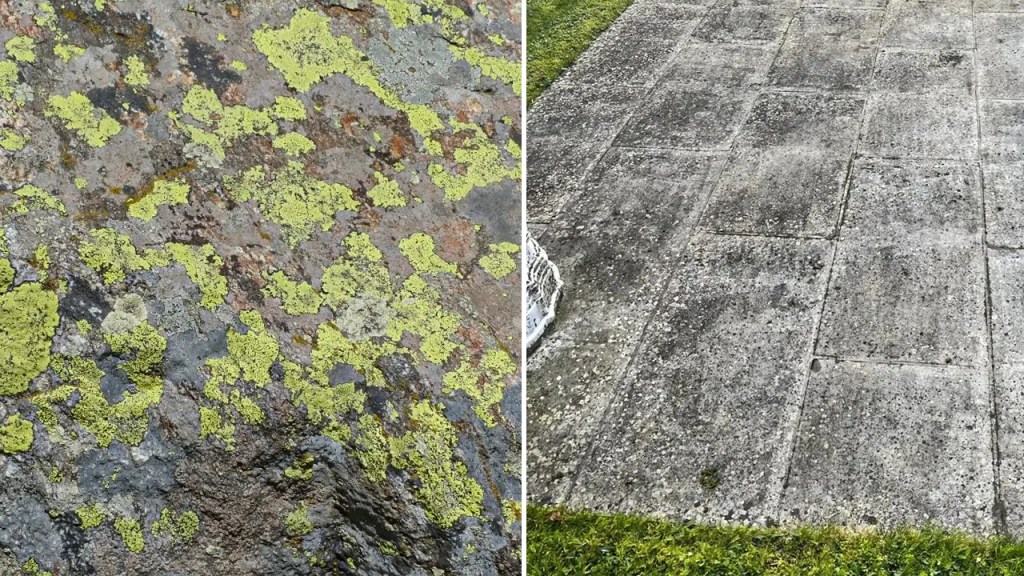 Slippery Paths Black Spot and Algae Remover