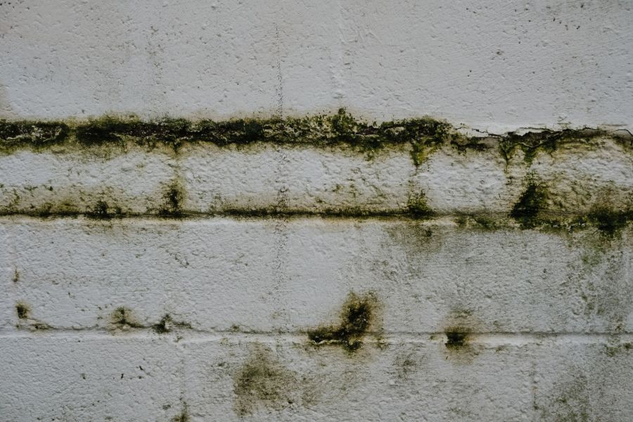 green mold and moss growing on an old brick wall